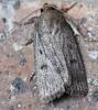 Amphipyra tragopoginis